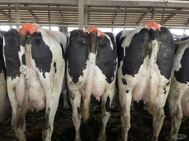 (35 Head) Holstein cows